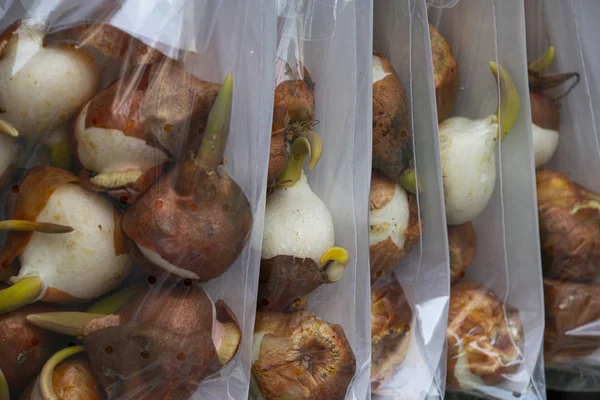 Perakende ekranda lale çiçek soğanları plastik torba