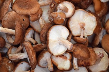 Shiitake yenilebilir mantarları perakende gösteriminde