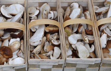 Porcini yenilebilir mantarlar perakende satışta