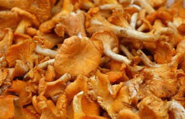 Chanterelle yenilebilir mantarları perakende gösteriminde