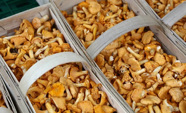 Cogumelos comestíveis Chanterelle em exposição a retalho — Fotografia de Stock