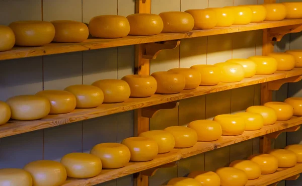 Close up wooden shelves with rows of small whole heads of hard c — Stock Photo, Image