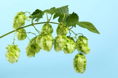 Mavi gökyüzü arkaplanı üzerinde yaprakları olan taze bir yeşil hop binası dalını kapat, alçak açılı yan görünüm