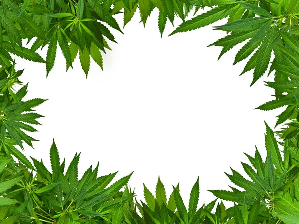 白い背景に隔離された新鮮な緑の大麻や麻の葉の境界フレームを閉じます — ストック写真