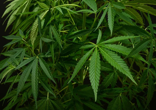 Közel Egy Nagy Friss Zöld Kannabisz Vagy Kender Növény Fekete — Stock Fotó