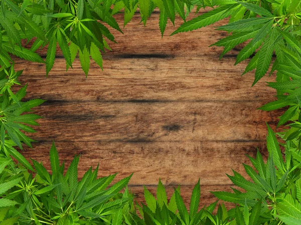 Friss Zöld Kannabisz Vagy Kenderlevél Közeli Határvonala Barna Mállott Tölgyfa — Stock Fotó