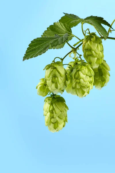 Schließen Sie Eine Frische Grüne Hopfenrebe Zweig Mit Blättern Über — Stockfoto