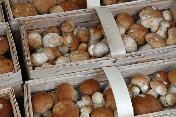 Close Marrom Porcini Cogumelos Comestíveis Boletus Edulis Conhecido Como Penny — Fotografia de Stock