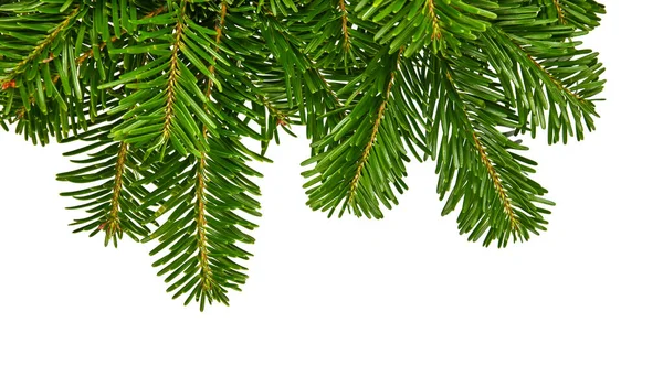 Close Fresh Green Branch Spruce Pine Tree Isolated White Background — Stock Photo, Image