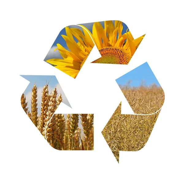Σύμβολο Ανακύκλωσης Απεικόνισης Γεωργικής Καλλιέργειας Ηλίανθου Σιταριού Ελαιοκράμβης Απομονωμένο Λευκό — Φωτογραφία Αρχείου