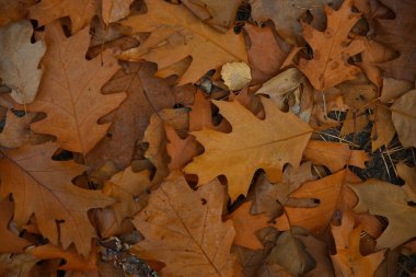 Düşen kahverengi sonbahar meşe yapraklarının arkaplanını kapat, yukarıdan yukarı bak, tam üstten.