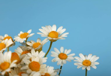Mavi arka planda, yüksek açılı, taze papatya çiçeği buketini kapat.