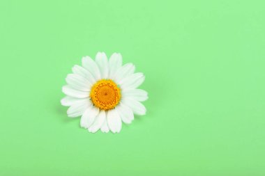 Taze beyaz papatya çiçeğinden bir çiçeğin başını yeşil arka planda, üst manzarada, tam üstte.