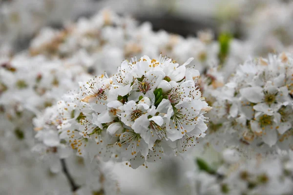 Nahaufnahme Weiße Kirschbaumblüte Blick Den Niedrigen Winkel — Stockfoto