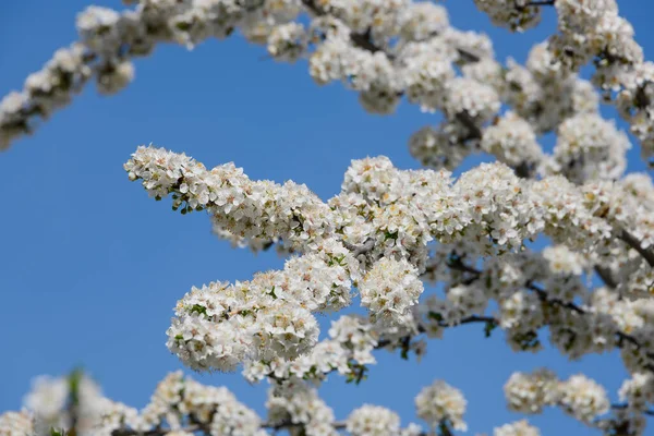 Nahaufnahme Weiße Kirschbaumblüte Über Klarem Blauem Himmel Blick Niedrigen Winkel — Stockfoto