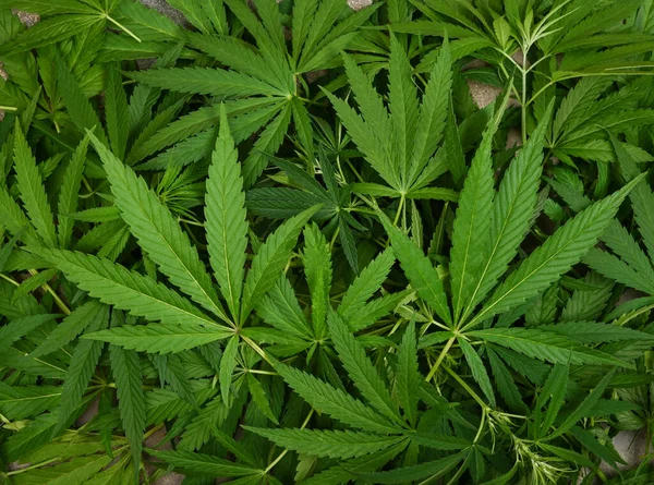 Közelkép Háttér Sok Friss Zöld Kannabisz Vagy Kenderlevél Emelkedett Felső — Stock Fotó