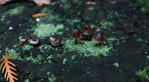 Close Colony Small Toadstools Poisonous Mushrooms Teal Green Lichen Moss — Stock Photo, Image