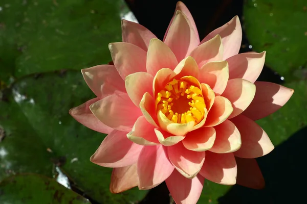 Close Roze Waterlelie Bloemen Vijver Verhoogde Bovenaanzicht Direct Boven — Stockfoto