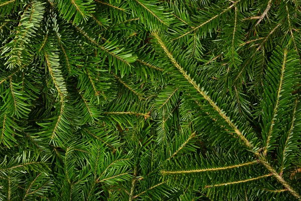 Close Achtergrond Van Verse Groene Sparren Dennen Takken Verhoogde Bovenaanzicht — Stockfoto