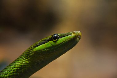 Gonyosoma Oxycephalum 'u kapatın. Ağaç yılanı olarak da bilinir. Ağaç yapraklarındaki kırmızı kuyruklu yeşil yılan.