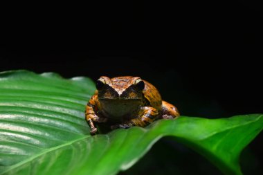 Polypedates megacephalus 'un yakın portresi, Hong Kong kırbaçlayan kurbağa veya kahverengi benekli ağaç kurbağası, yeşil palmiye yaprağının üzerinde oturuyor, alçak açı, ön görüş