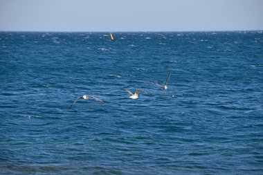 Mavi deniz suyunun üzerinde uçan martılar, alçak açılı görüş.