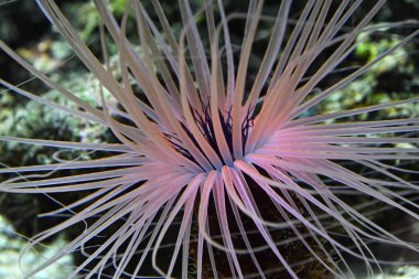 Close up pink and purple sea sebae anemone polyps in water of aquarium, high angle view clipart