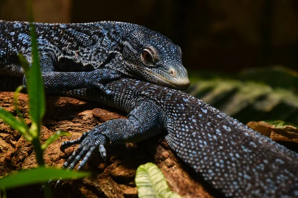 Close Side Portrait Blue Spotted Tree Monitor Varanus Macraei Resting — Stock Photo, Image