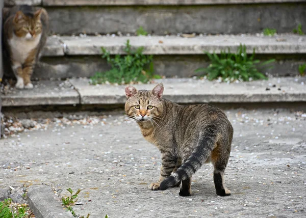 Rear View Domestic Street Cat Looking Camera — Stock Photo, Image