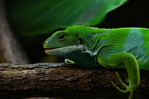 Close Profile Portrait Vivid Green Female Brachylophus Bulabula Lizard Fiji — Stock Photo, Image