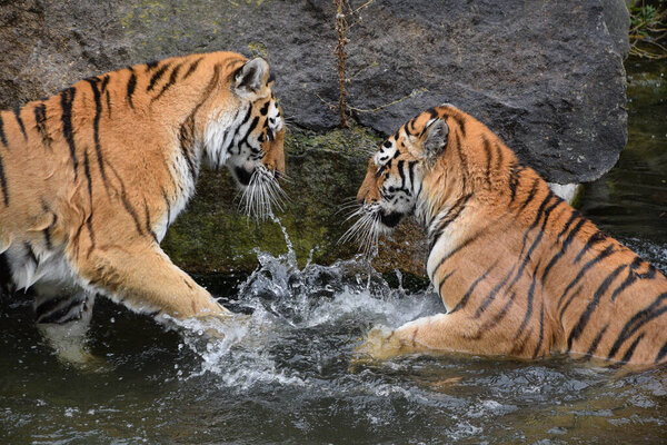 Two young female Siberian tigers (Amur tiger, Panthera tigris altaica) play and fight in water splashing, low angle, side view