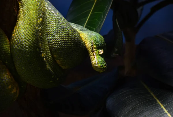 从黑暗的 低角度的角度观看美丽的绿树蟒蛇 Morelia Viridis 的近景侧面肖像 — 图库照片