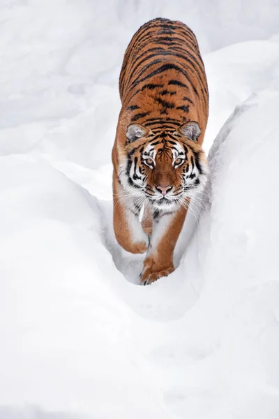 Primer Plano Retrato Joven Tigre Amur Siberiano Nieve Blanca Fresca — Foto de Stock