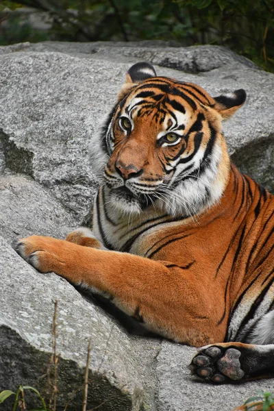 Cerca Retrato Frontal Tigre Indochino Panthera Tigris Tigris Descansando Mirando —  Fotos de Stock