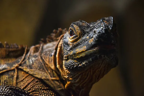 Close Half Profile Portrait Black Iguana Looking Camera Low Angle — Stock Photo, Image