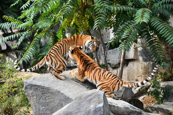 Двоє Молодих Сибірських Тигрів Amur Tiger Panthera Tigris Altaica Бавляться — стокове фото