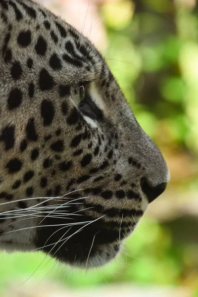 Extrémní Zblízka Portrét Afrického Leoparda Nízký Úhel Boční Pohled — Stock fotografie