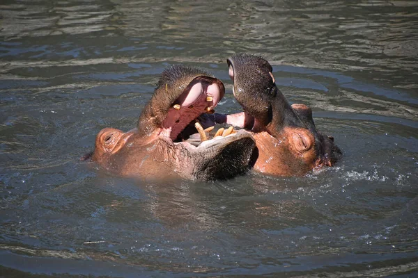 Close Couple Hippos Swim Play Water High Angle View — Stock Photo, Image