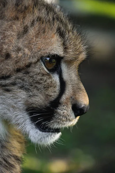 Retrato Perfil Cerca Extremo Del Cachorro Guepardo Acinonyx Jubatus Mirando —  Fotos de Stock