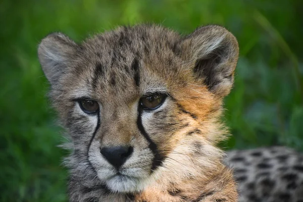 Közelkép Portré Gepárd Acinonyx Jubatus Kölyök Nézi Kamera Felett Zöld — Stock Fotó