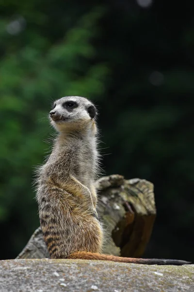 Close Perfil Lateral Retrato Meerkat Sentado Uma Rocha Olhando Para — Fotografia de Stock