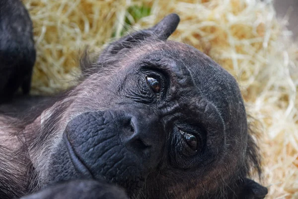 Retrato Cerca Una Joven Chimpancé Hembra Descansando Mirando Hacia Otro — Foto de Stock