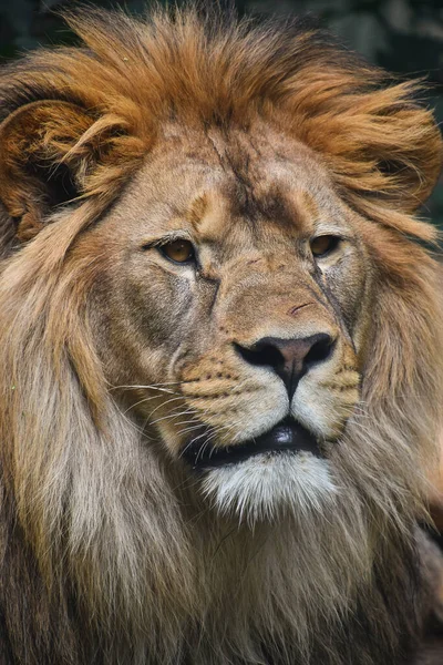 美しい男性と若い男性アフリカライオンのフロントポートレートを閉じます カメラを見て 低角度表示 — ストック写真