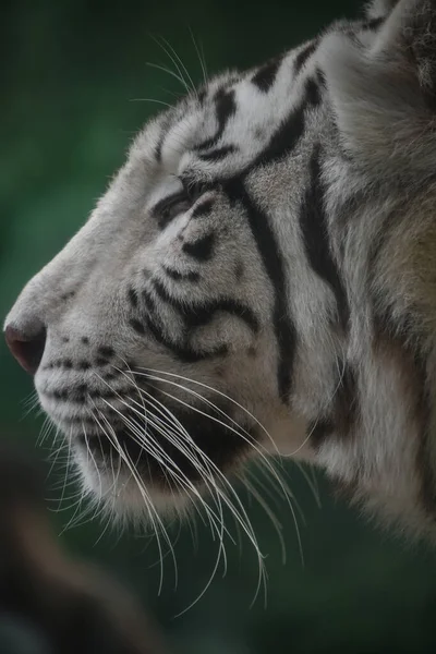 閉じるプロフィールの肖像画の1つの白い虎を見てカメラ 低角度 側面図 — ストック写真
