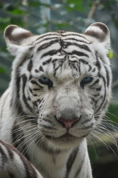 Close Front Portrait One White Tiger Looking Camera Low Angle — Stock Photo, Image