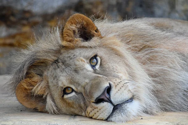 Retrato Close Extremo Leão Africano Macho Bonito Com Crina Bonita — Fotografia de Stock