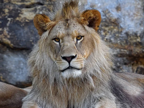 Zbliżenie Przodu Portret Młodego Uroczego Lwa Afrykańskiego Piękną Grzywą Patrząc — Zdjęcie stockowe