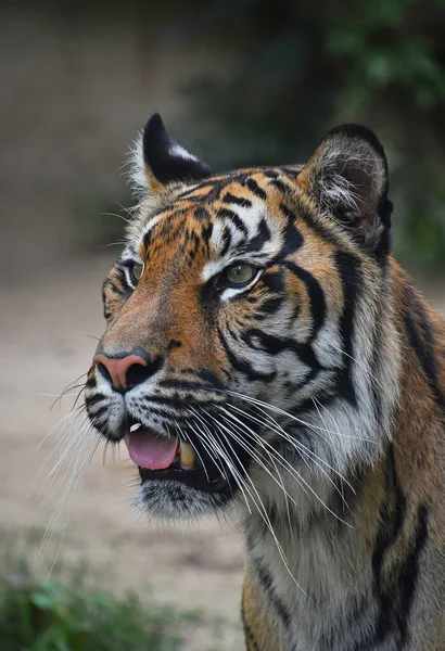 수마트라 호랑이 Panthera Tigris Sondaica 의어린 사진을 클로즈업하고 벌리고 각도로 — 스톡 사진