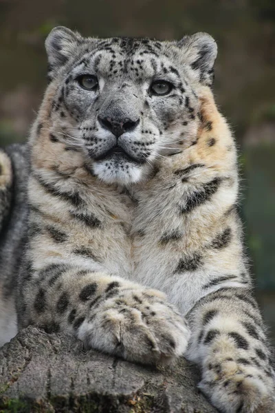 Primer Plano Retrato Frontal Leopardo Nieve Onza Panthera Uncia Mirando — Foto de Stock