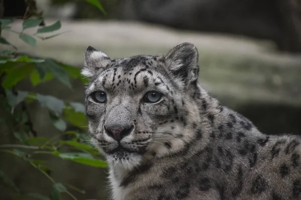 Primer Plano Retrato Frontal Leopardo Nieve Onza Panthera Uncia Mirando —  Fotos de Stock